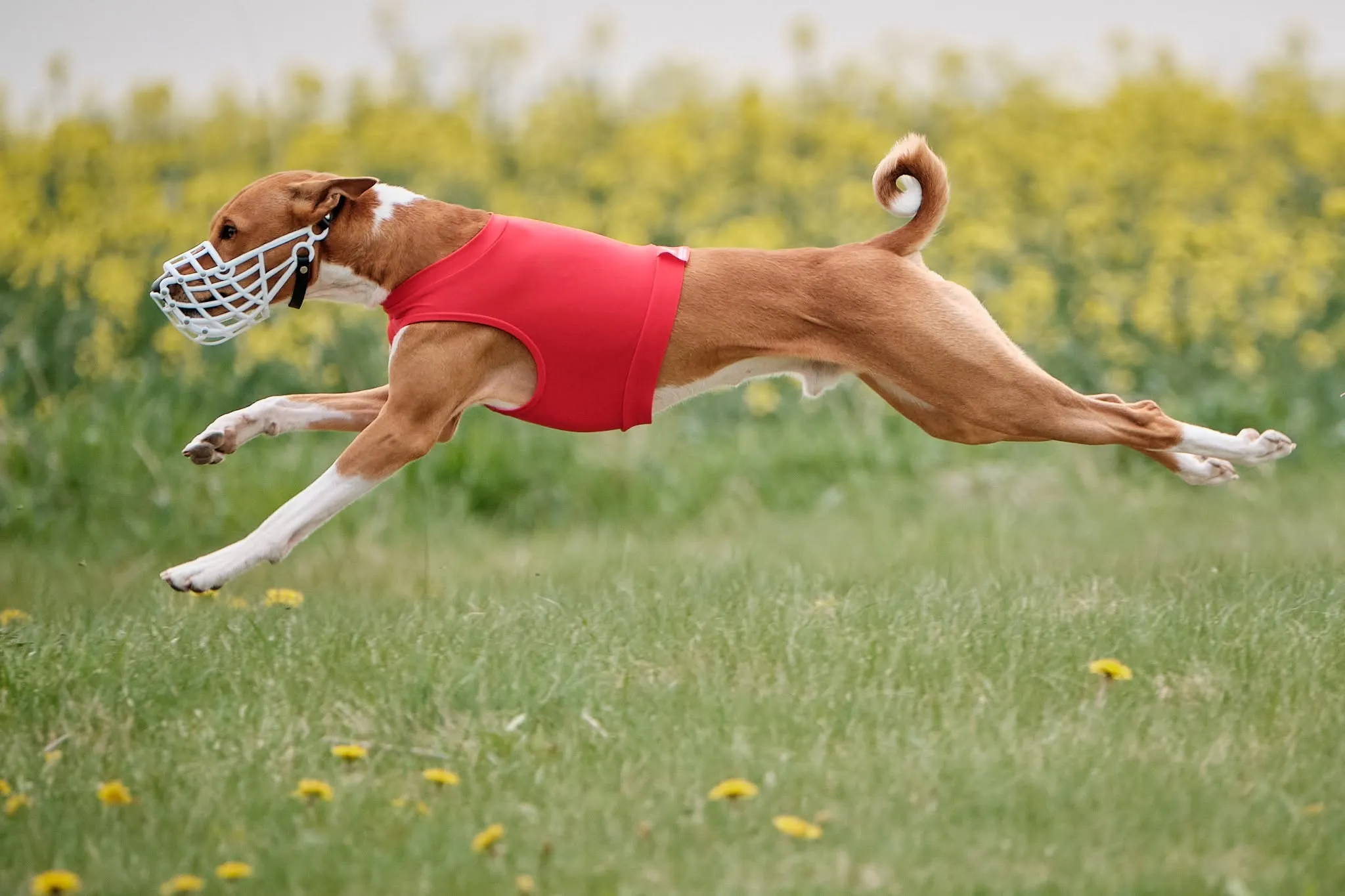 Basenji při coursingu